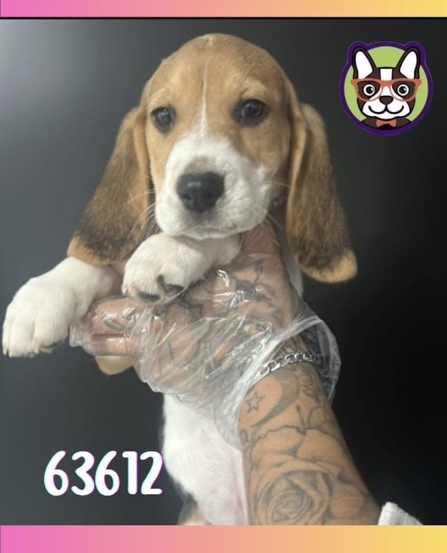 Beagle Hembra tricolor