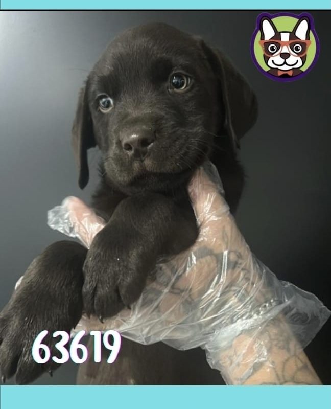 Labrador Chocolate Macho