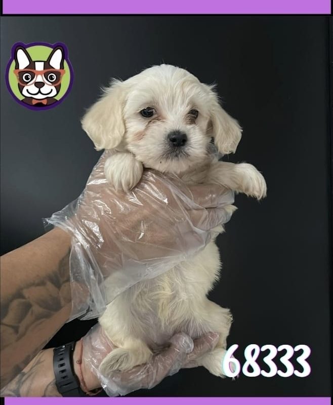 Bichon Maltes Hembra