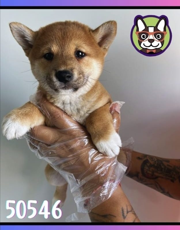 SHIBA INU ROJA HEMBRA