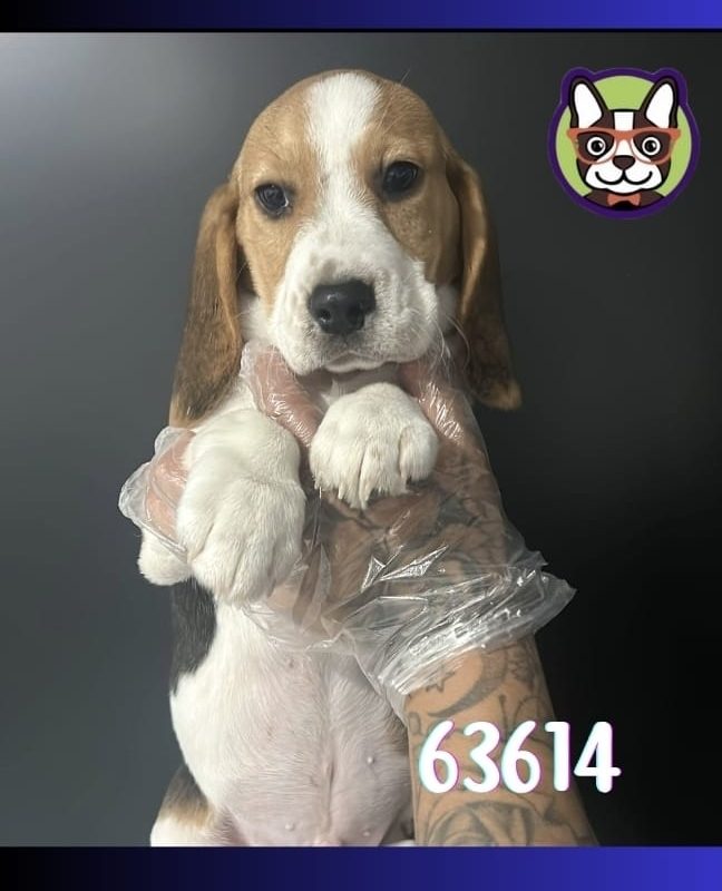 Beagle