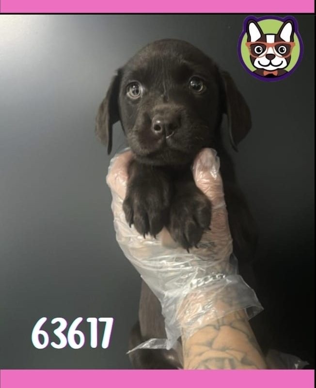 Labrador Chocolate Hembra