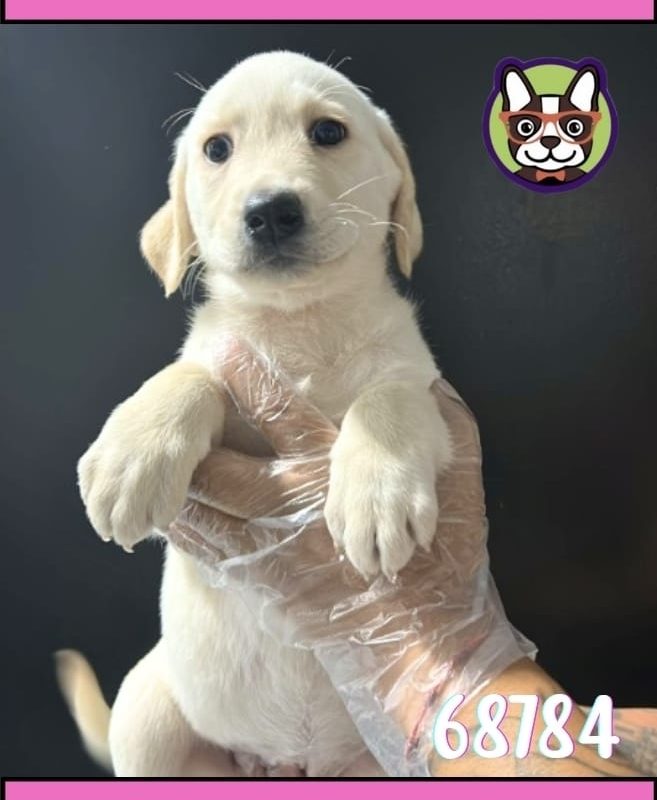 LABRADOR HEMBRA Dorado