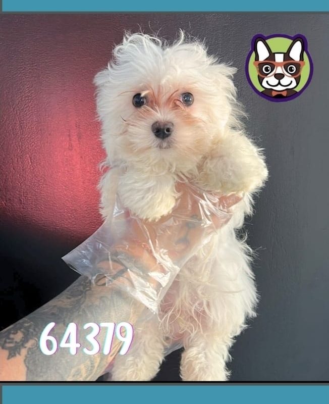 Bichon Maltes Coreano