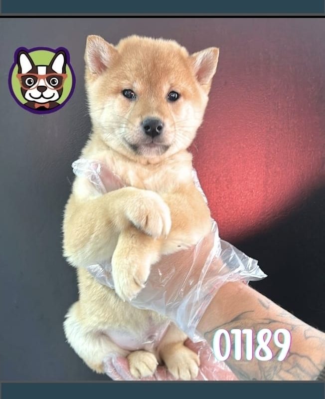 Shiba Inu