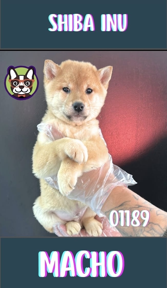 Shiba Inu