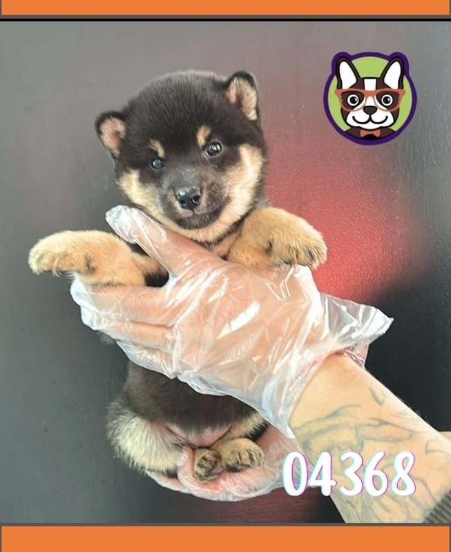 Shiba Inu