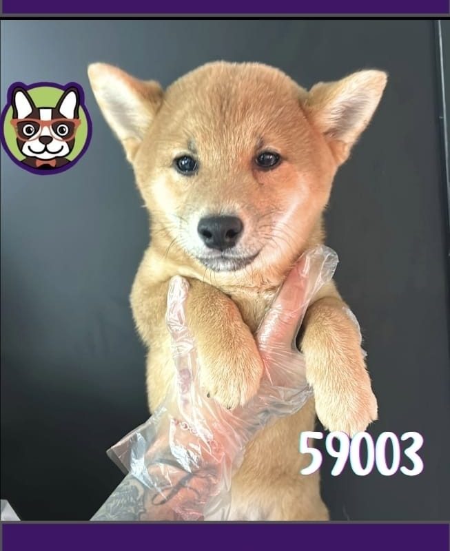 Shiba Inu