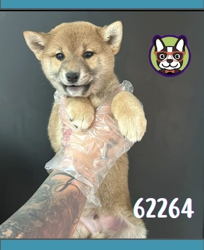 Shiba Inu