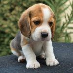 Criadores Beagle Madrid