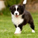 Criadores Border Collie Madrid