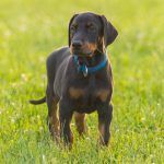 Criadores Doberman Madrid