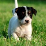 Criadores Jack Russell de Madrid