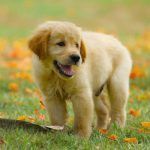 Criadores Golden Retriever en Madrid