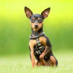 Criadores Mini Pinscher en Madrid