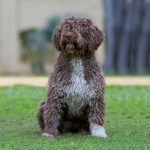 Criadores Perro de Agua Español