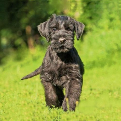 Criadores Schnaucer de Madrid