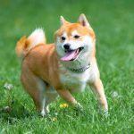 Criadores Shiba Inu de Madrid