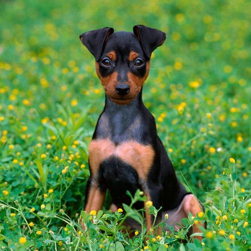 Criadores online cria a sus cachorros de Pinscher en ambiente familiar y de forma responsable.