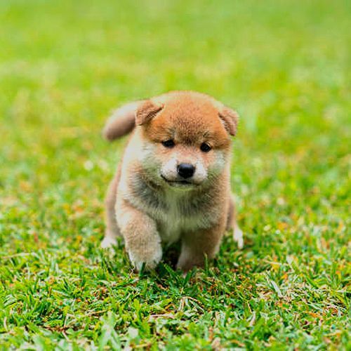 Criadores online cria a sus cachorros de shiba-inu en ambiente familiar y de forma responsable.