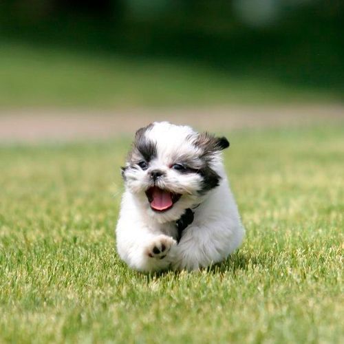 Criadores online cria a sus cachorros de shih-tzu en ambiente familiar y de forma responsable.